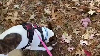 Princess works on her tracking skills