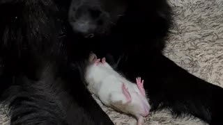 Pet rat decides to nap with a sweet German Shepherd