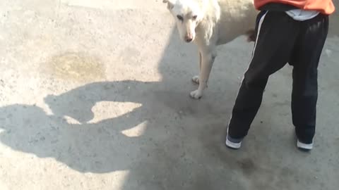 Indian child play game dog🐕🐕🐕🐶