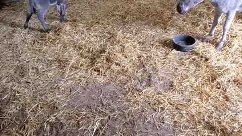 Newborn Donkey Stretching His Legs