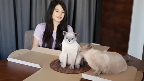 Cat reaction to cake that is similar to cat