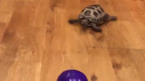 My pet tortoise thinks he's a dog