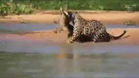 Leopard Hunt Crocodile