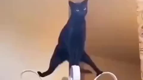 Kung Fu cat