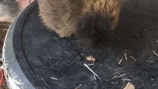 Silkie Chicken Struggles with Slippery Cricket