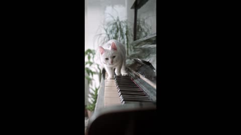 7 Ways To Protect Your Piano From Cats