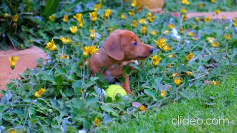 dog Dachshund