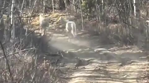 The curiosity of wild horses meeting a domesticated horse