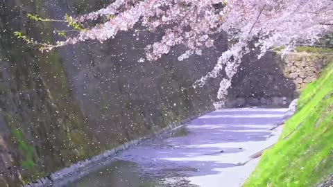 Cherry blossoms look so romantic!