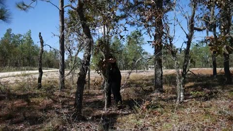 72 Year Old Diabetic Pulling Down a Tree