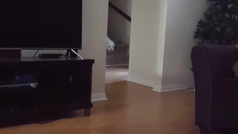 White dog running towards camera hits owners phone