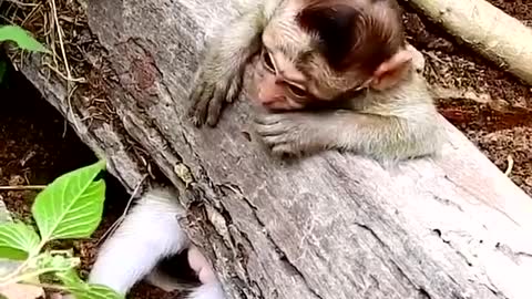 The clever dog saved the monkey trapped in a log funny video