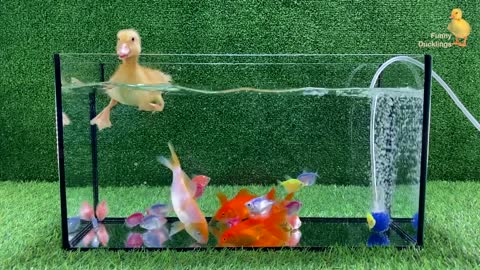 Baby Duck Duckling, Goldfish, Koi Carp Fish