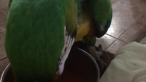 Guacamayo expresa verbalmente su amor por su jugo favorito