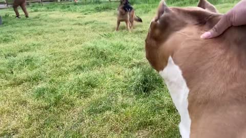 German Shepherd Attacks Pitbull - Who Will Win?