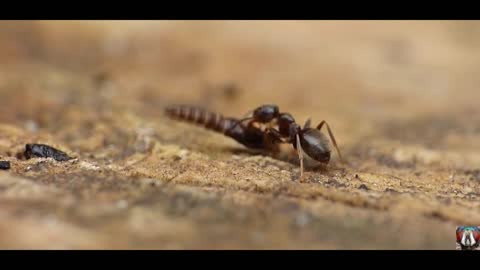 Loyal Soldier Protects The Ant Queen