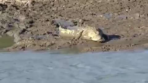 Black Mamba Vs Crocodile 🥵