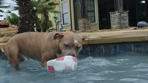 Big dog grabs his pool ball