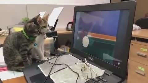 Amazing Video Of Two Cats Watching Tom & Jerry