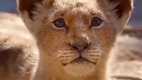 Animals short videos Lion baby videos RAHAMA channel viral videos