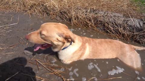 Hunting Pigeon with My Dog for The First Time!! 🐦🐶