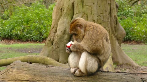 cute monkey eating