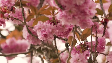 a view of cherry blossoms flowers