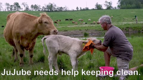 Trusting mother cow