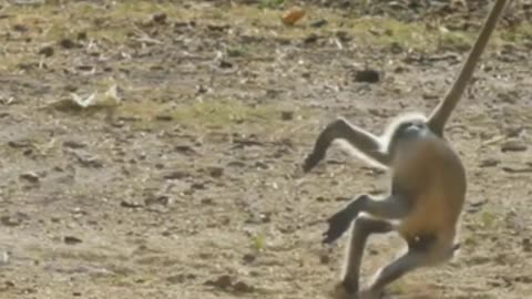 Most entertaining Monkey - charming and interesting monkey recordings