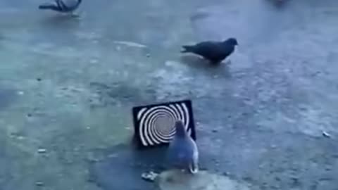 Pigeon trap