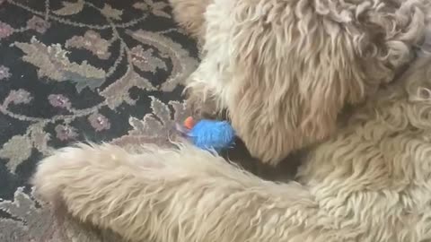 Big Puppy, Tiny Toy