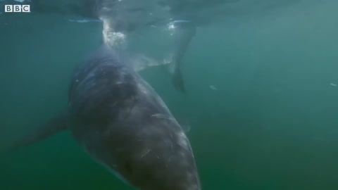 Great White Shark Attacks Robotic Seal