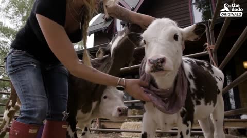 Infant Cows Are So Happy To Run Wild With Rescued Animals