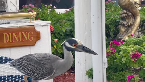 When Birds Attack Most attacts