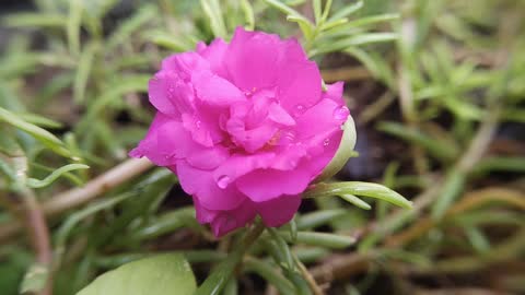 Little Moss-rose colour grid purslane