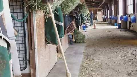 Horses Uses Broom To Sweep Hay Into His Stall