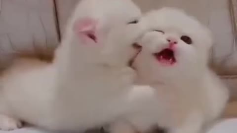 Cute cat kissing video _ cute cat funny reaction