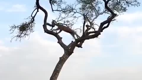 Leopard chasing a monkey atop a tree