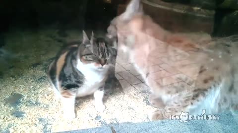 Een kat valt in de lynx kooi. De videobeelden zijn verbazingwekkend.