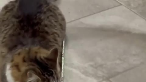 Tiny Kitten Follows A Couple A Kilometer Into Their Car | The Dodo Cat Crazy