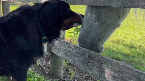 Things About My Dog That Make Absolutely No Sense - Funny Bernese Mountain Dog #cutedog