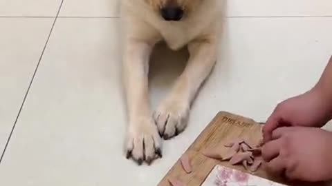 This dog is so smart he stole meat from the floor and acted like nothing happened!