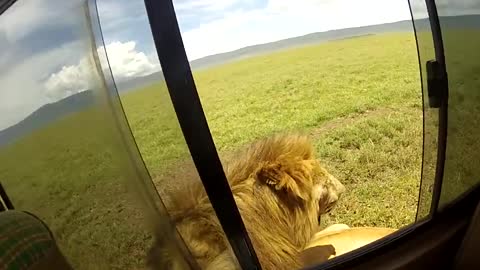 Don’t poke a Male lion