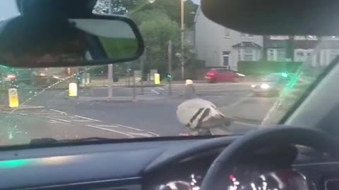 Stubborn Pigeon Gets a Free Ride