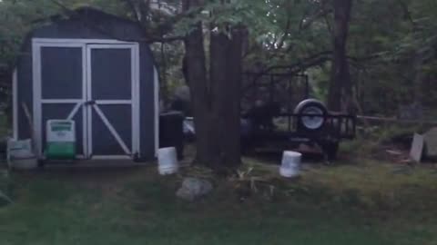 Bear Walking On Hind Legs Crosses Paths With Morning Walker