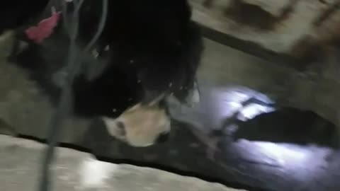 Dog Rescued from Drain Ditch