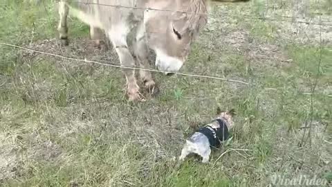 Donkey And Tiny Yorkshire Terrier Nuzzle Each Other In A Field