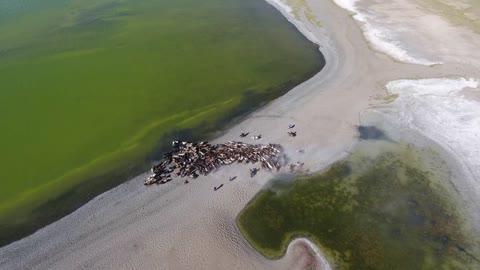 Aerial drone shot zoom out herd of horses close to a lake in Mongolia