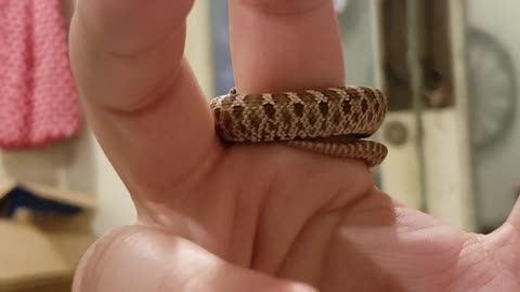 Happy Hognose Slithers Around Finger