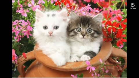 Cute cats👍👍👍